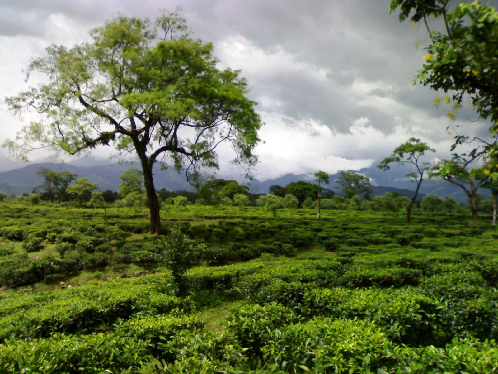 Tea garden
